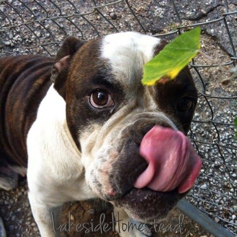 old english bulldog chihuahua mix