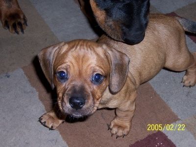 old english bulldog chihuahua mix