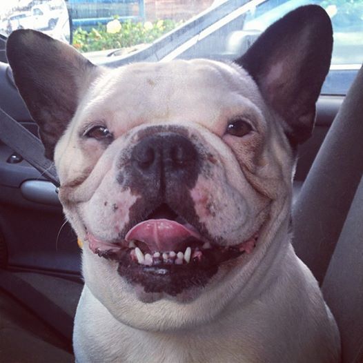 french bulldog mixed with english bulldog