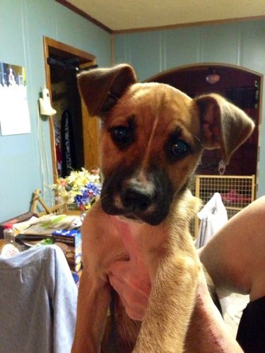 bulldog mixed with german shepherd