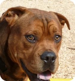 english bulldog german shepherd mix