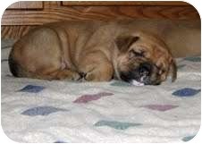 golden retriever mix bulldog