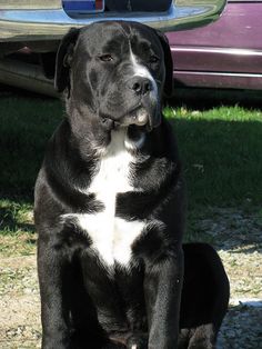 english bulldog lab mix puppies