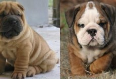 15 UNREAL English Bulldog Cross Breeds You’ve Got To See To Believe