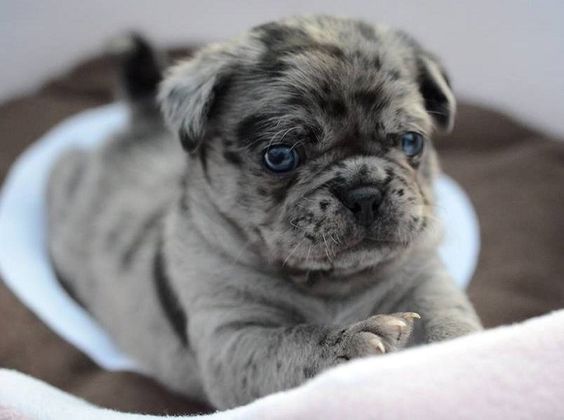 pug dalmatian mix