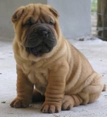 shar pei bulldog mix