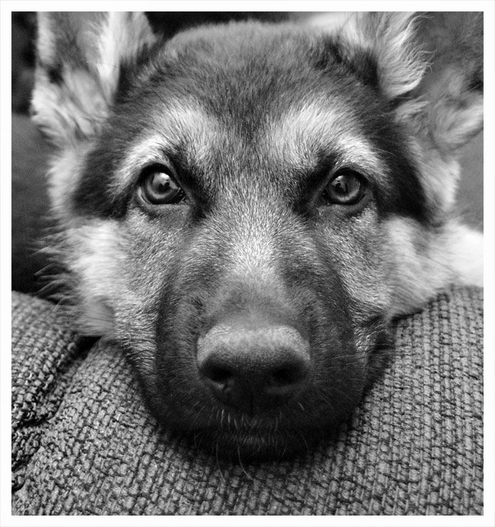 face amazing german shepherd