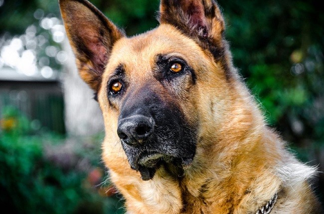 face german shepherd closeup