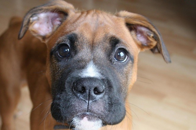 10 Boxer Dogs Who Will Help You Cope With Your Daily Life Challenges