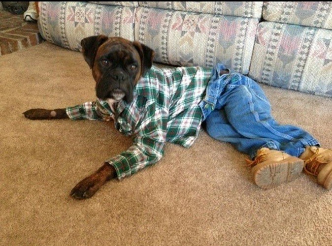 funny boxer dog outfit pet