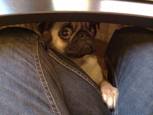 20 Things All Pug Owners Must Never Forget