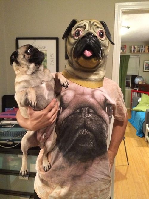 funny pug mask pics man