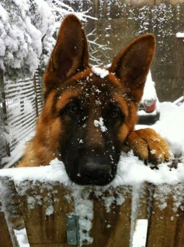 german shepherd fence snow