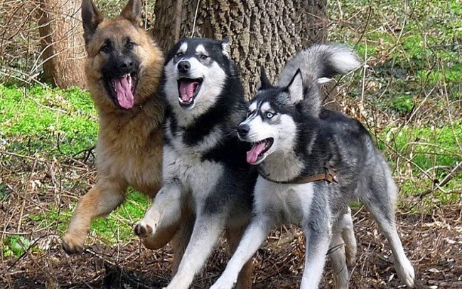 german shepherd huskies dogs
