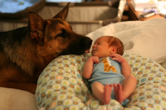 german shepherd love kids