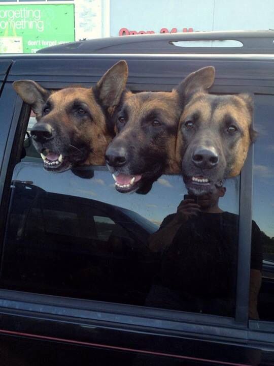 german shepherds car out funny