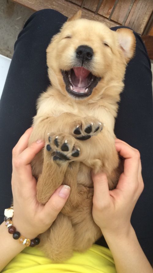 golden retriever tickle