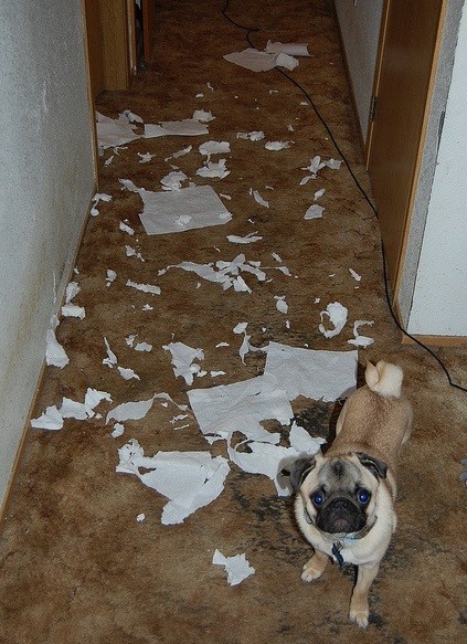 guilty pug