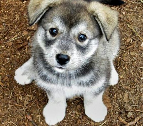 hug - husky + pug