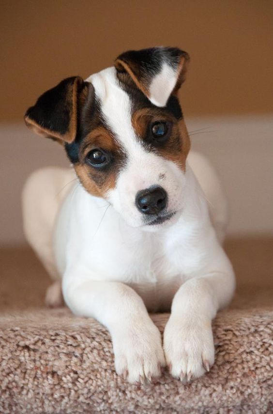 jack russell 11a