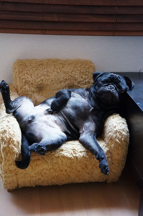 lazy pug