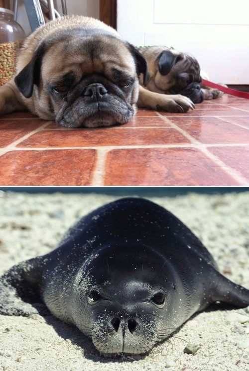 seal pug