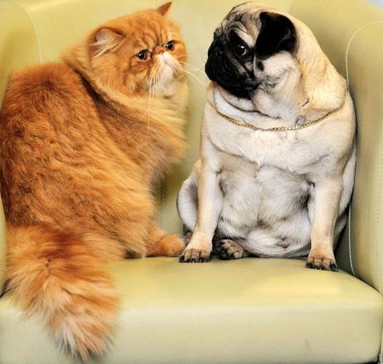 pug and cat