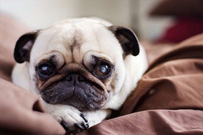 pug-eyes-dog-face.jpg