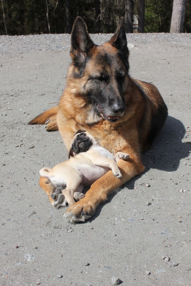 pug german shepherd play