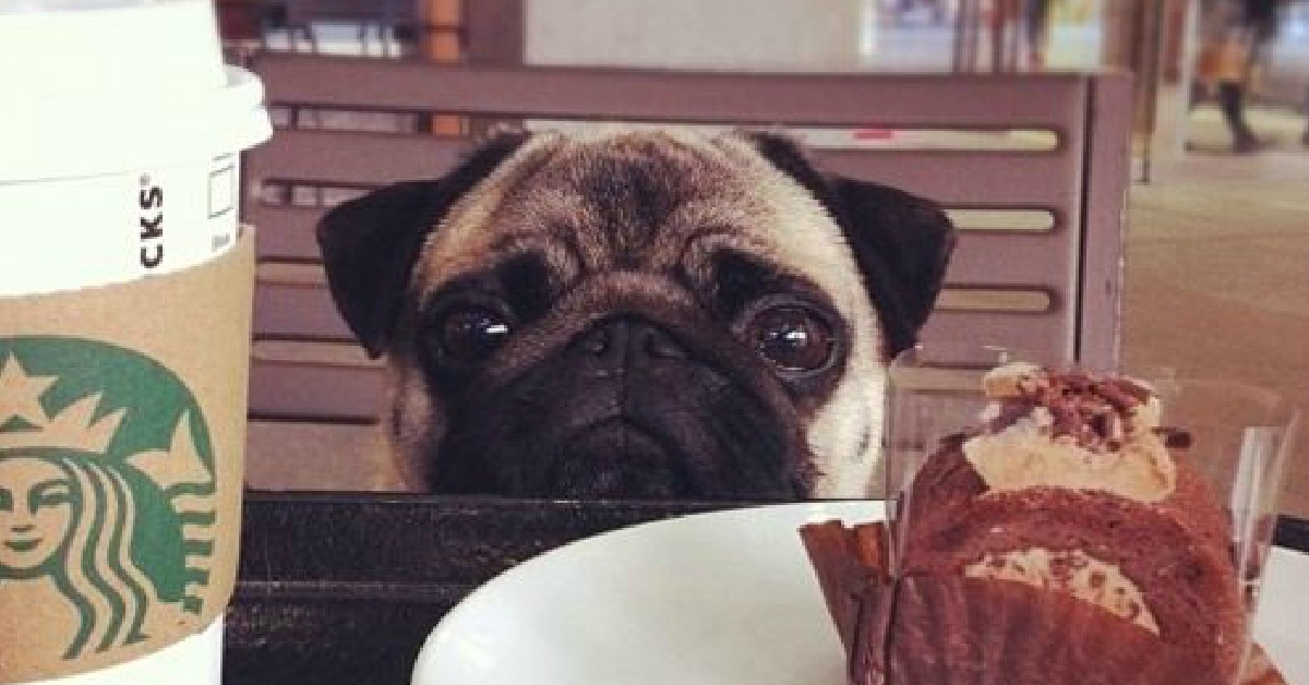 24 Things Only Pug Owners Would Understand