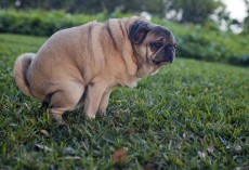 Why Do Dogs Stare At You When They Poop? It’s Not Because They’re Embarrassed.