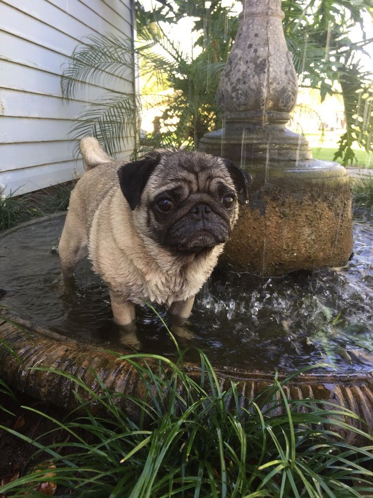 pug water thinking pics