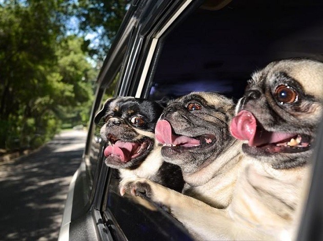 pugs cars pics