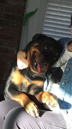 rottweiler 17