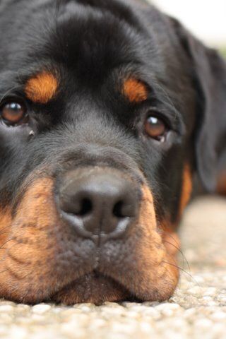 rottweiler 18