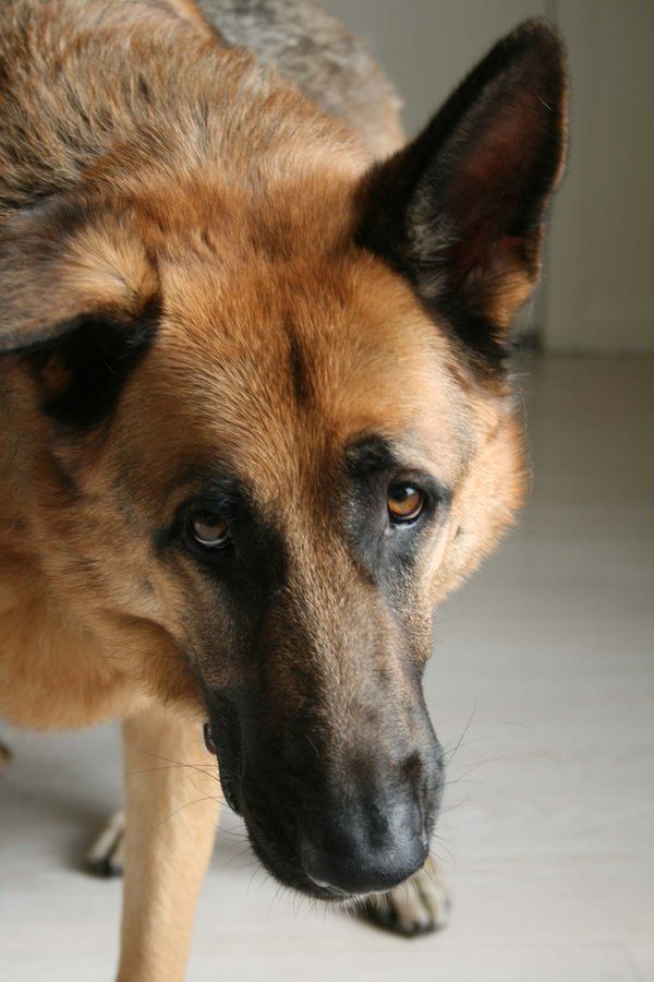 sad eyes german shepherd pics