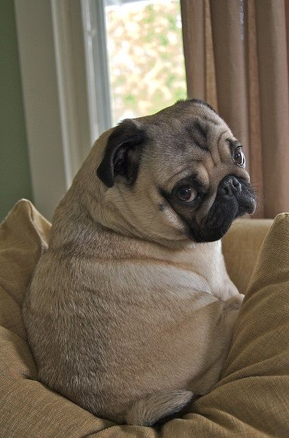 sad pug photo