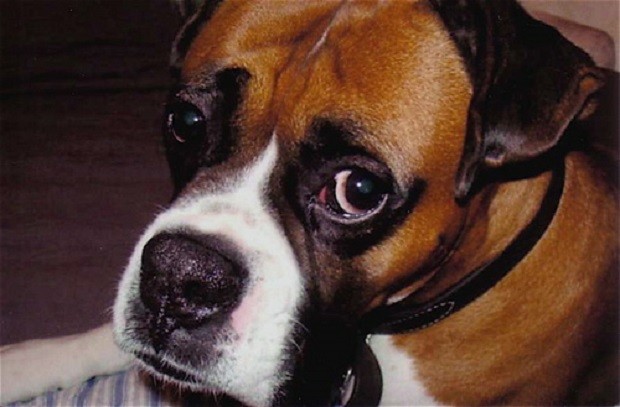 scared-boxer-dog