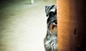 scared schnauzer