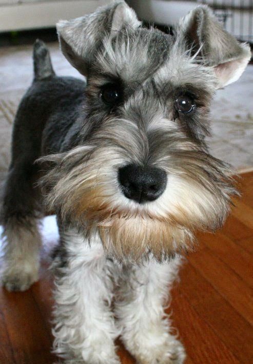 schnauzer 11