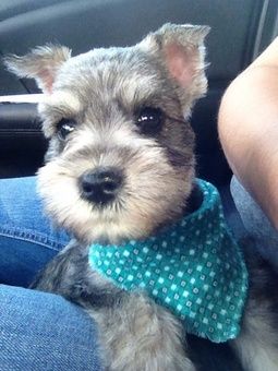 schnauzer 12