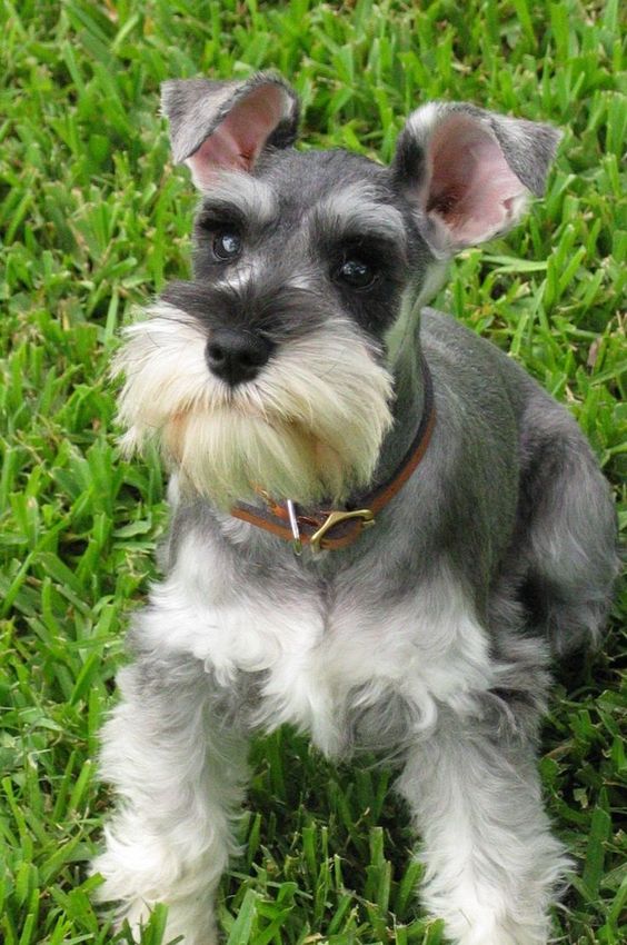 schnauzer 4