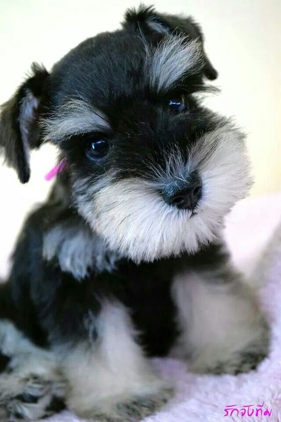 schnauzer 8