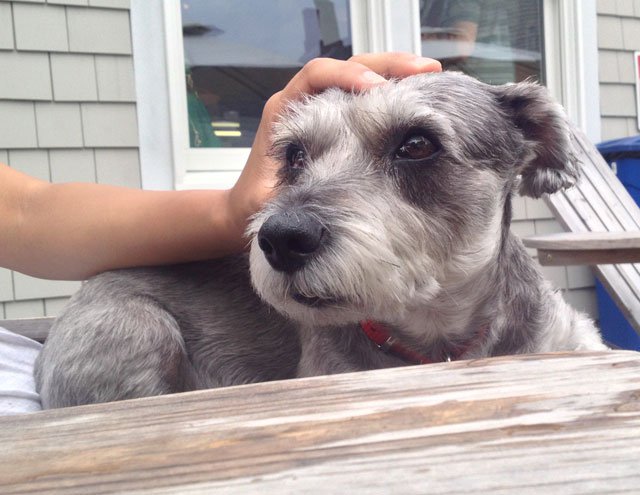 senior schnauzer dog