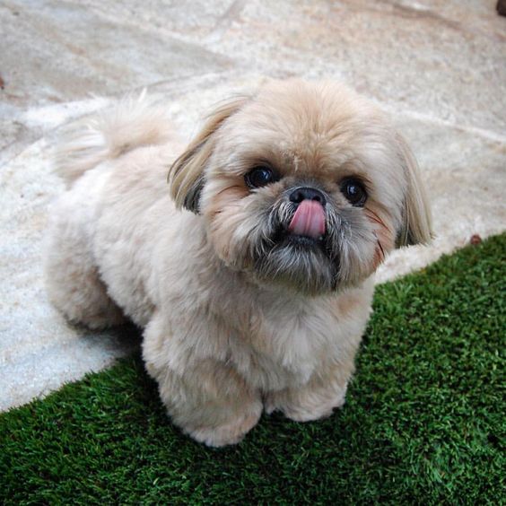 shih tzu 11a