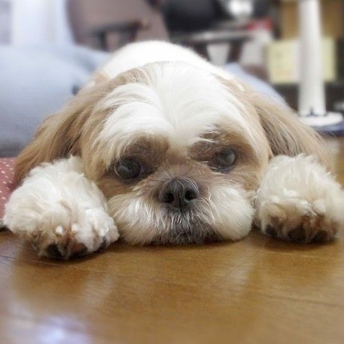 shih tzu 18