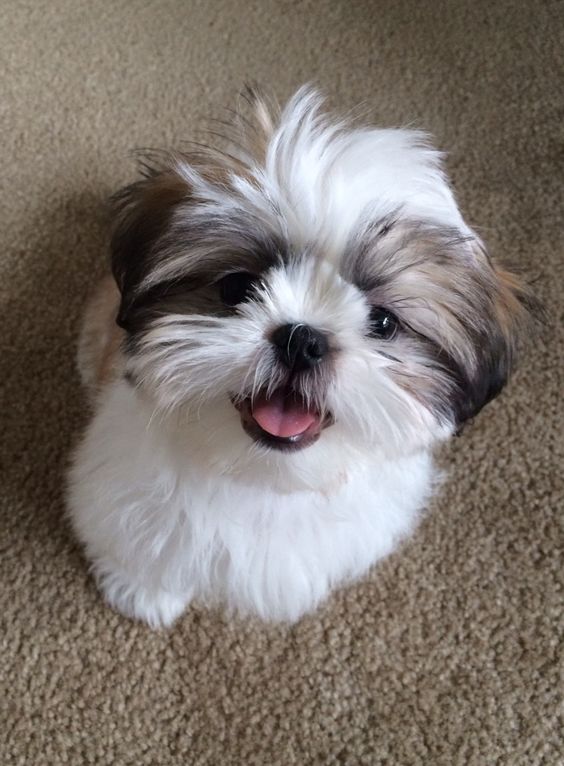 shih tzu 2