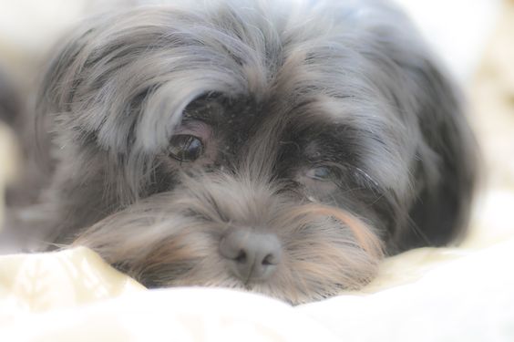 shih tzu 20