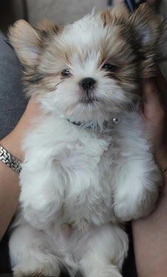 shih tzu 3a