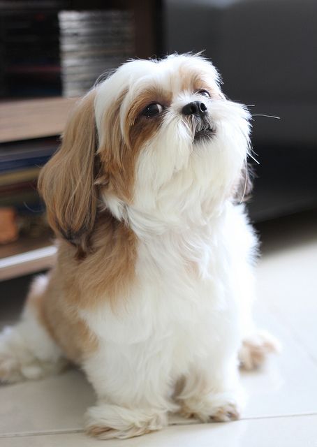 shih tzu 4